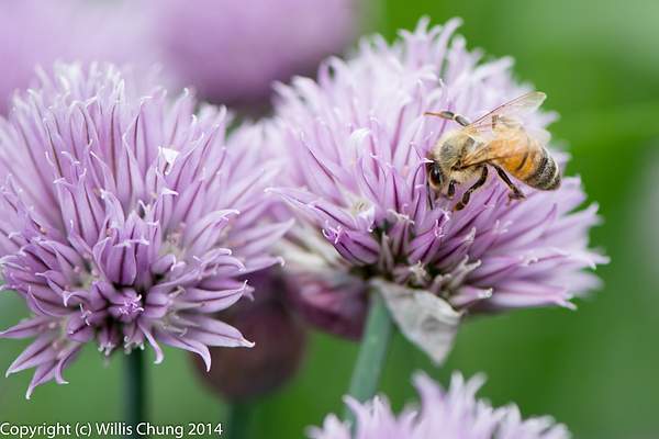Bees feeding on Monardella odoratissima, I think.  From...