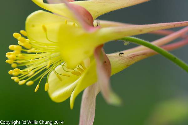 Tiny bug checking out a yellow columbine by Willis Chung