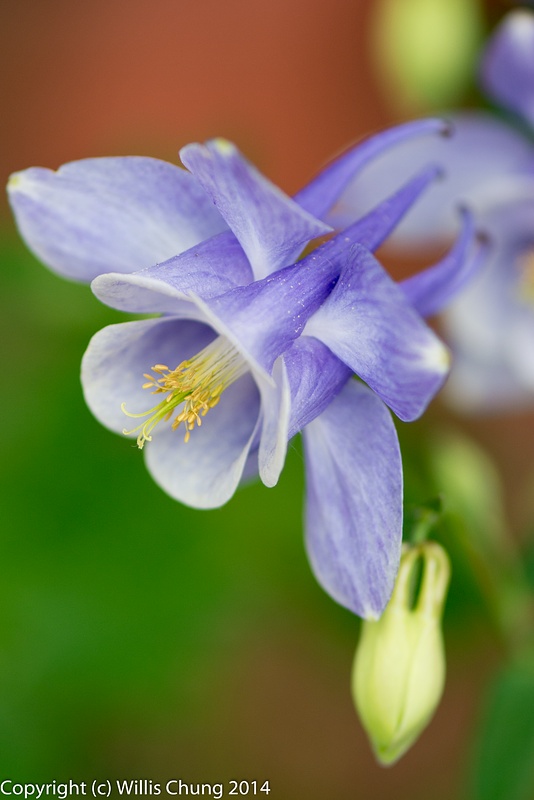 More traditional blue columbine