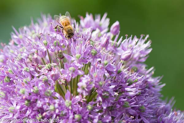Bee on purple allium flowers by Willis Chung