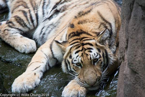 2014July Pittsburgh Zoo by Willis Chung