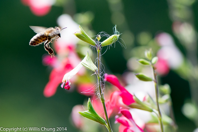 Some flower and bee photos with the 105mm VR Micro