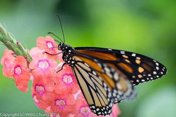 2014Aug Phipps Conservatory: Butterflies, Flowers, Bees...