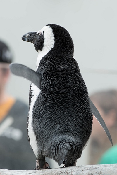 Dancing African penguin