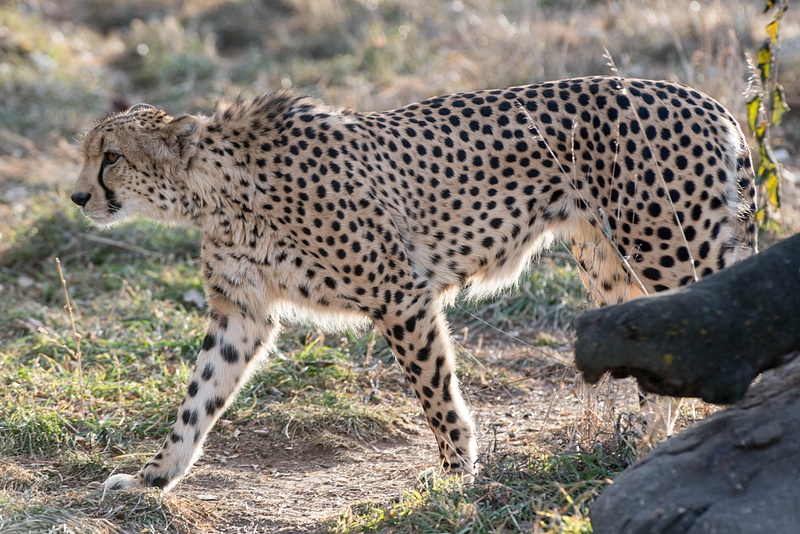 That's a long leopard