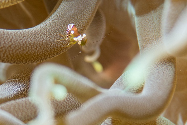 Tiny squat anemone shrimp in an anemone, Dominica