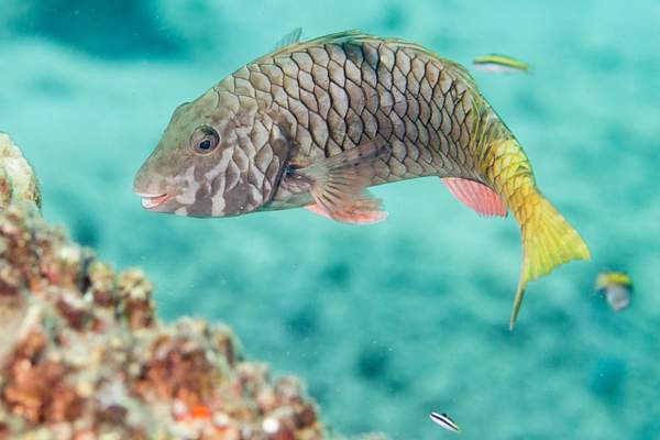 Young yellowtail parrotfish by Willis Chung