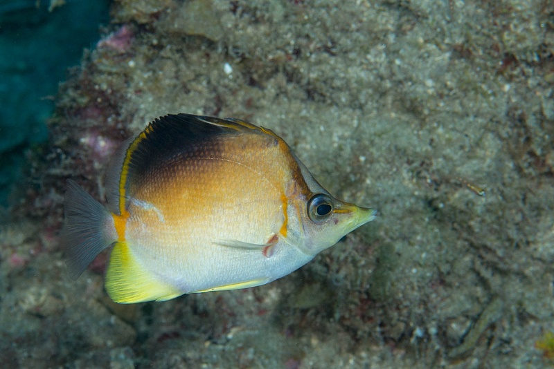 Longsnout butterflyfish