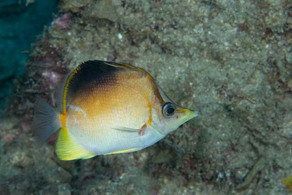 Longsnout butterflyfish by Willis Chung