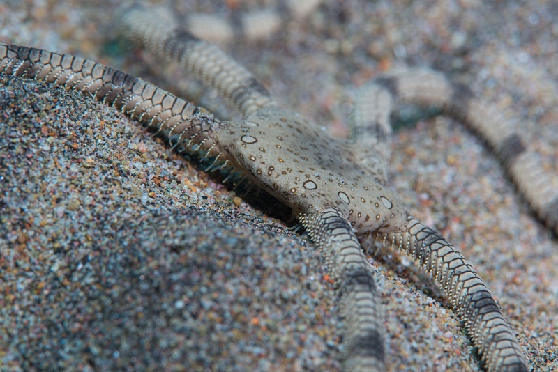 Circle Marked Brittle Star on the move