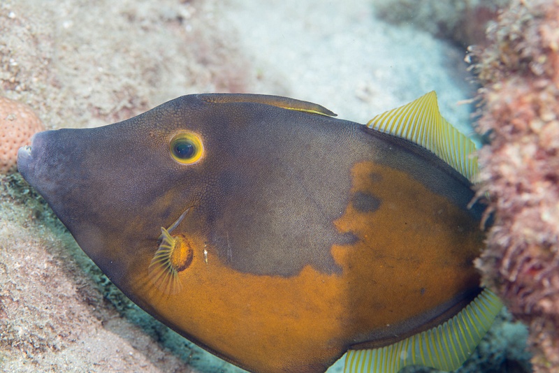 This is what the whitespotted filefish (without spots!) looks like from the side