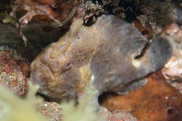 Frogfish hiding in a crevase by Willis Chung
