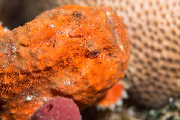 Red frogfish, closer view of the eye by Willis Chung
