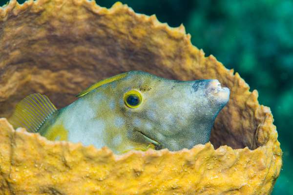 White spotted filefish in a barrel sponge by Willis Chung