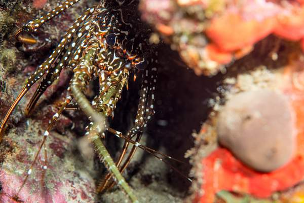 Shy spotted spiny lobster by Willis Chung