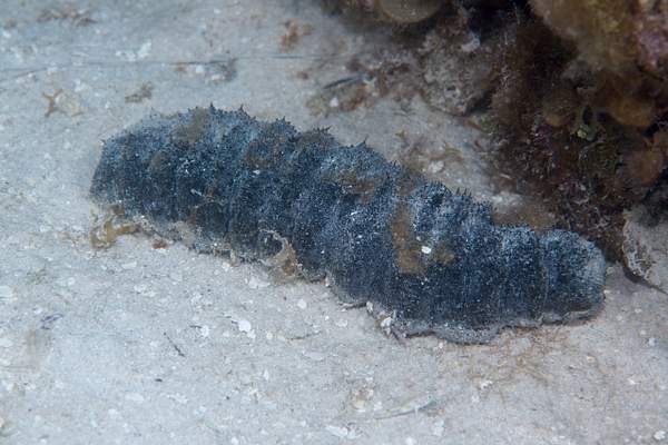 A classic donkey dung sea cucumber by Willis Chung