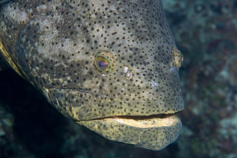 A giant goliath grouper!  About 4 feet long!  I had a telephoto macro lens, naturally!