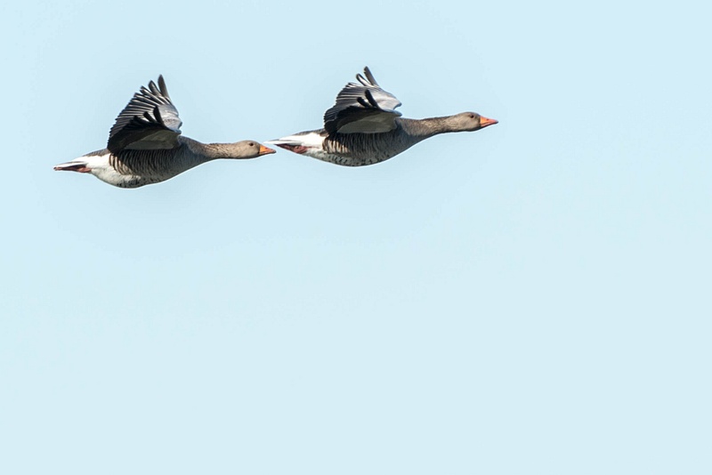 Greylag geese in flight over Mývatn