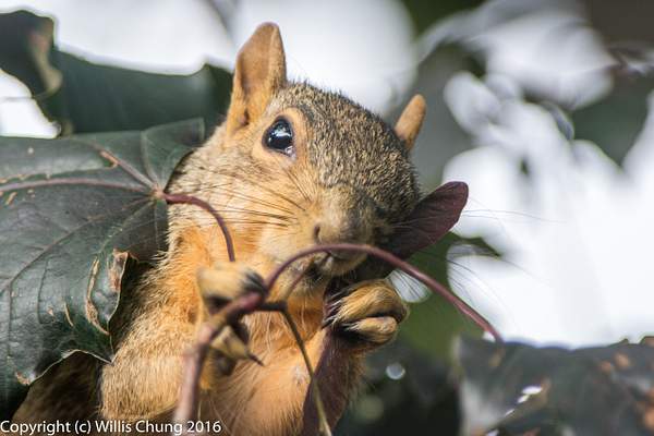Squirrel breakfasting on maple tree seeds. by Willis...