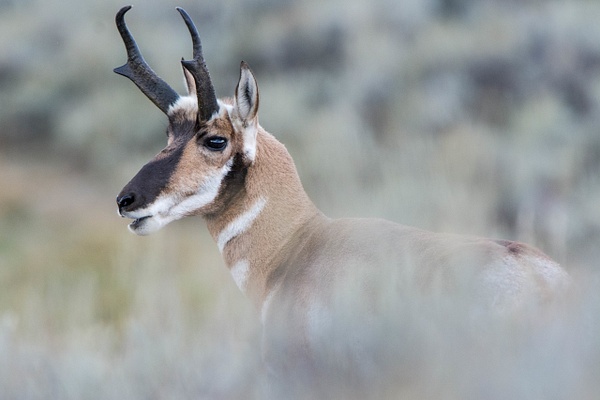 Looks like the pronghorn antelope buck has something to say...