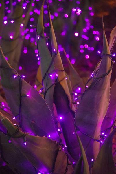 Yucca in purple. by Willis Chung