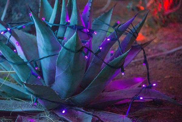 Purple yucca by Willis Chung