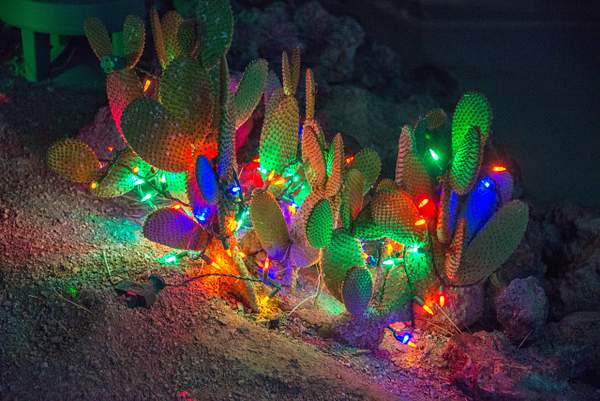 Colorful prickly pears by Willis Chung