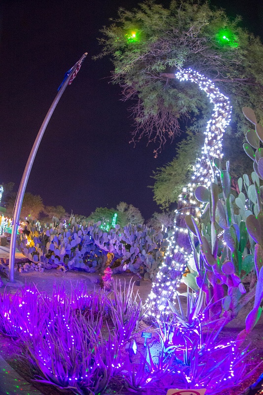 Cactus and palms dressed up with holiday lights.