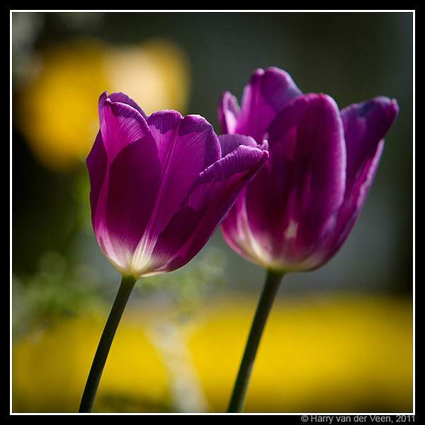 Tulips by Harry Van der Veen by Harry Van der Veen