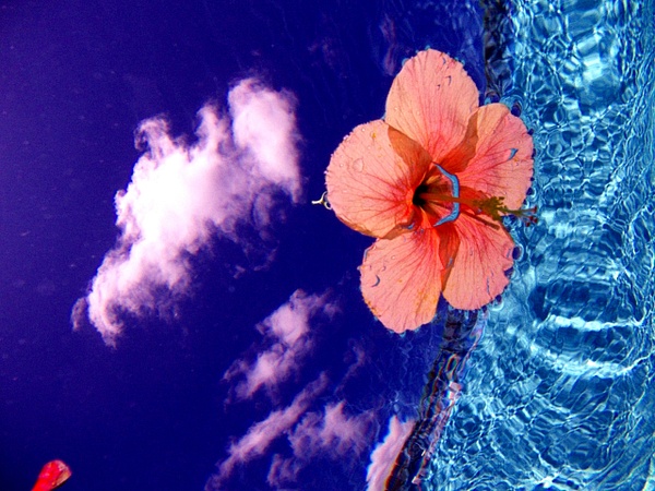 Under water flower