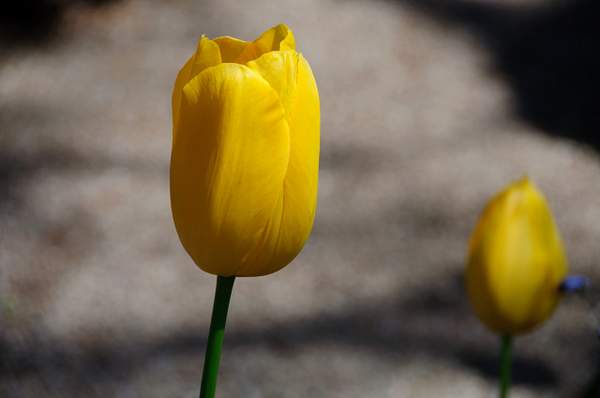 Yellow Tulip by SBerzin