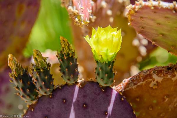 Cactus Flowers by SBerzin