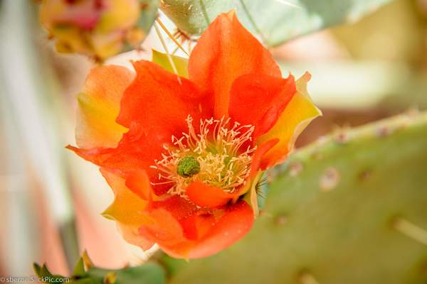 Cactus Flower by SBerzin