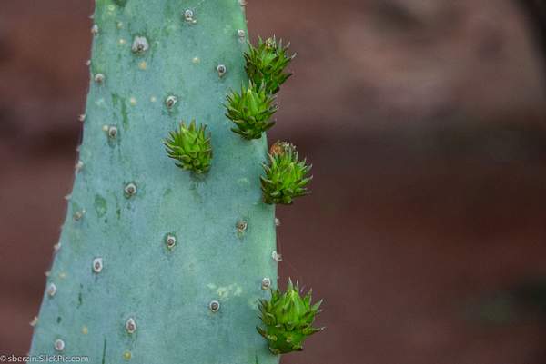 Cactus by SBerzin
