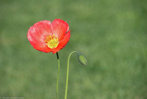 Poppy Flower by SBerzin