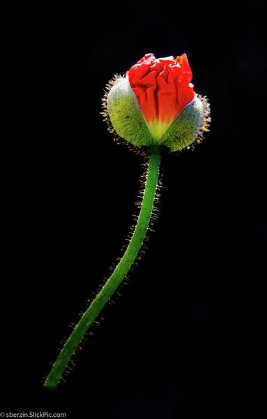 An Eye-Popping Poppy by SBerzin