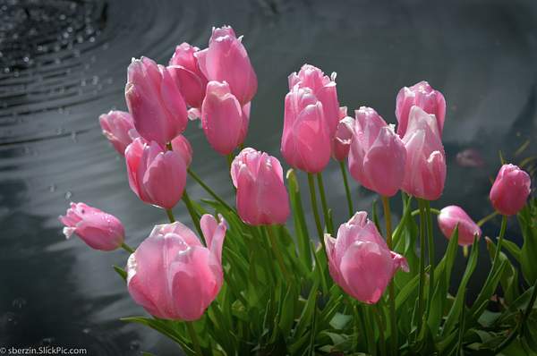 Tulips by SBerzin