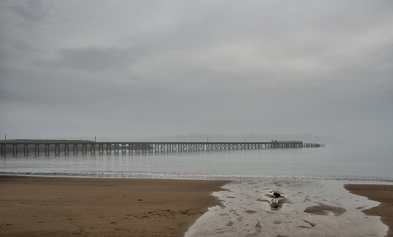WInchester Bay Pier and Seagull