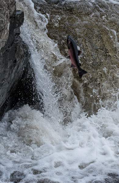 Pink Salmon Leap by jgpittenger