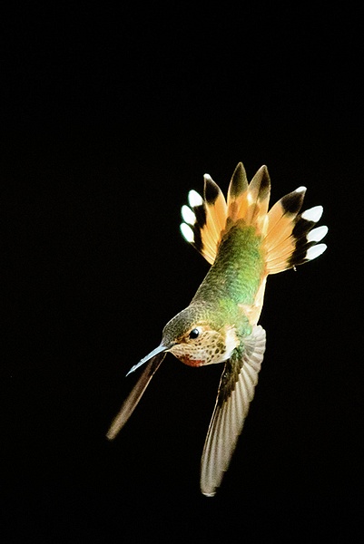 Female Allens Hummingbird  Diving