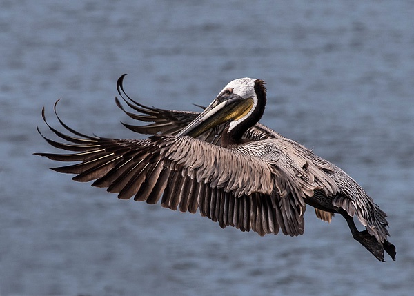 Pelican Spreading Its Wing Tips (1 of 1)