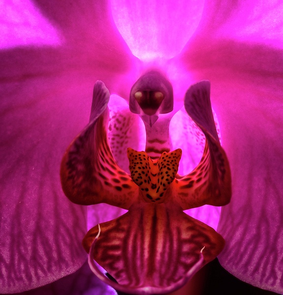 Angel Singing In an Orchid