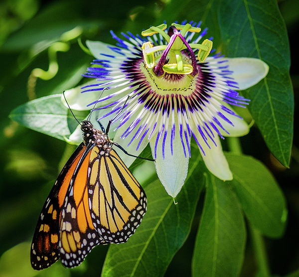 Monarch on Passion Flower