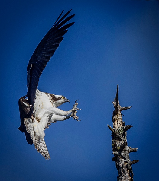 Osprey Coming In for a Landing (1 of 1)