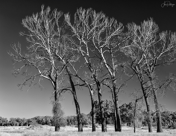 Dance Of the Dead Trees 2
