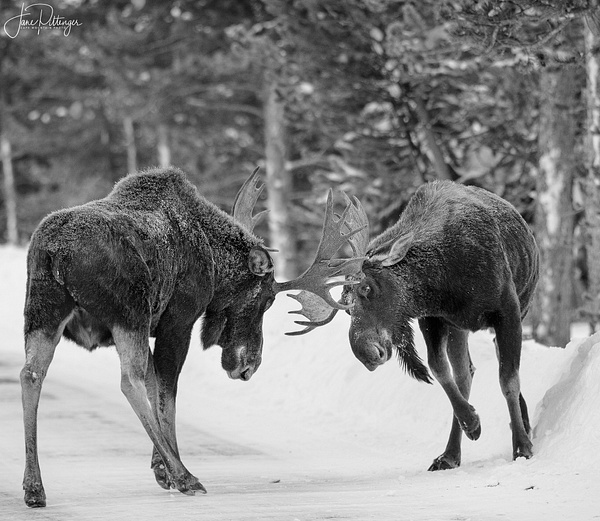 Adolescent Moose Practice for Kent B and W