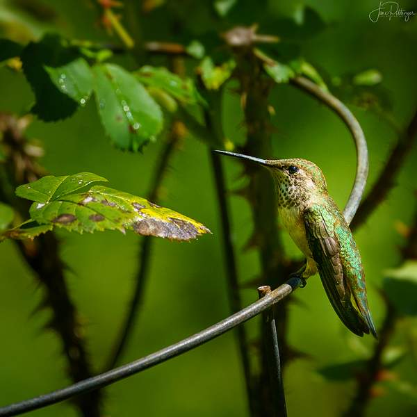 Annas Hummer Sitting On a Tomato Cage by jgpittenger