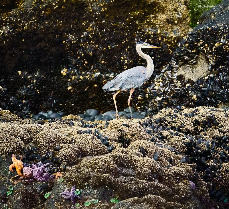 Blue Heron  Strolling On the Barnacles