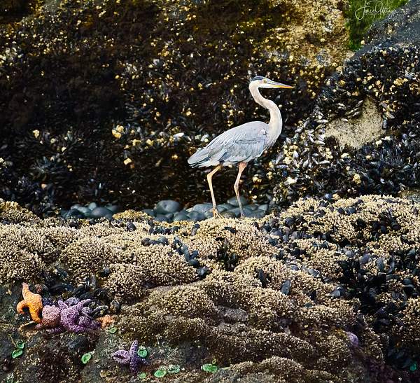 Blue Heron  Strolling On the Barnacles by jgpittenger