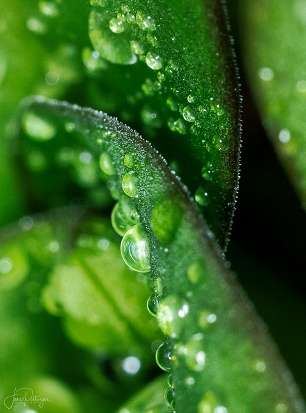 Fawn Lily Droplets